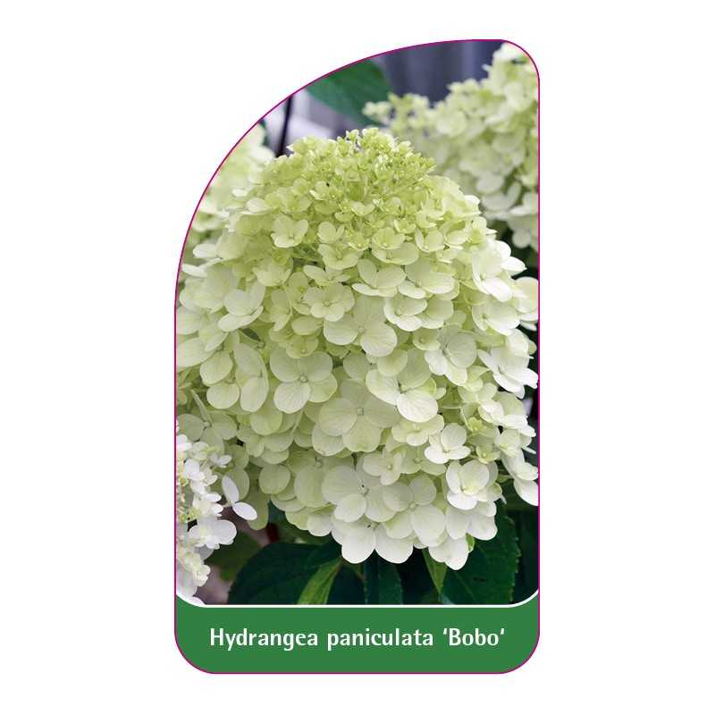 hydrangea-paniculata-bobo-1