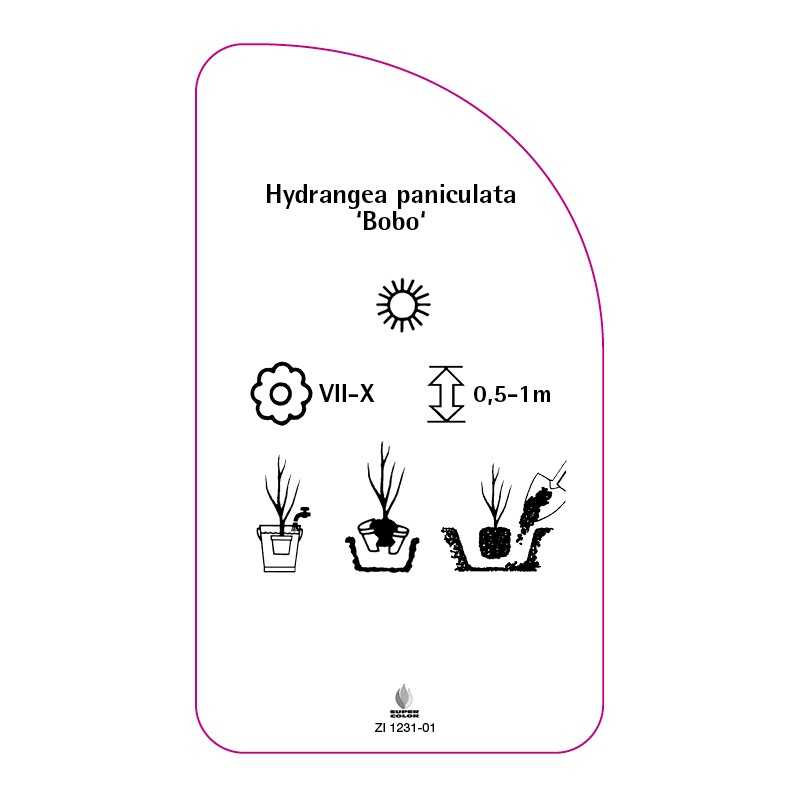 hydrangea-paniculata-bobo-0