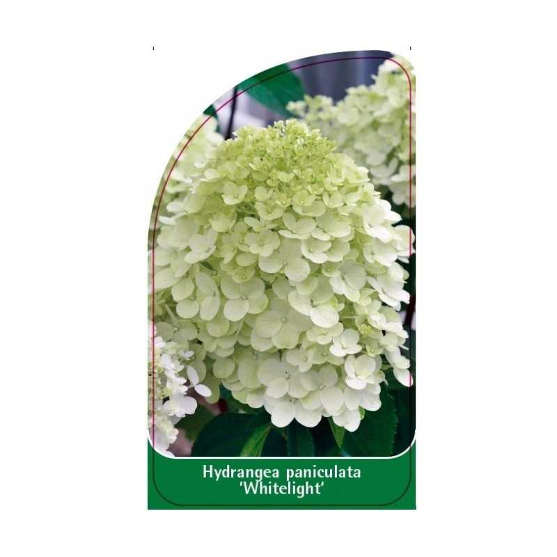 hydrangea-paniculata-whitelight-1