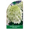 hydrangea-paniculata-whitelight-1