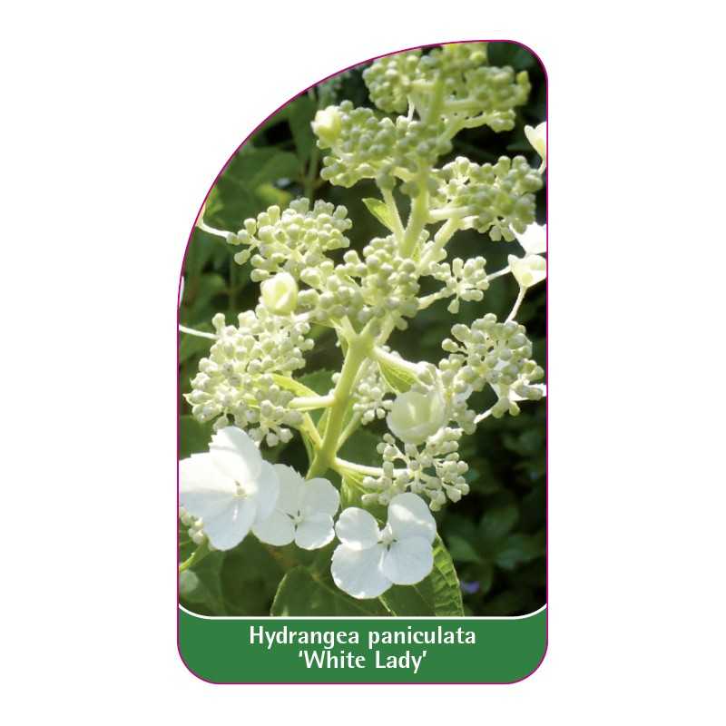 hydrangea-paniculata-white-lady-1