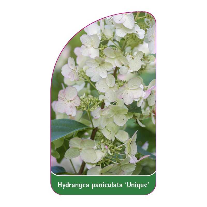 hydrangea-paniculata-unique-b1