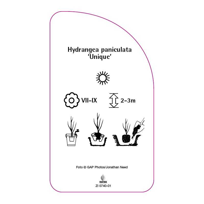 hydrangea-paniculata-unique-b0