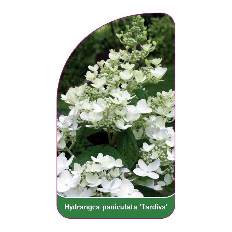 hydrangea-paniculata-tardiva-1