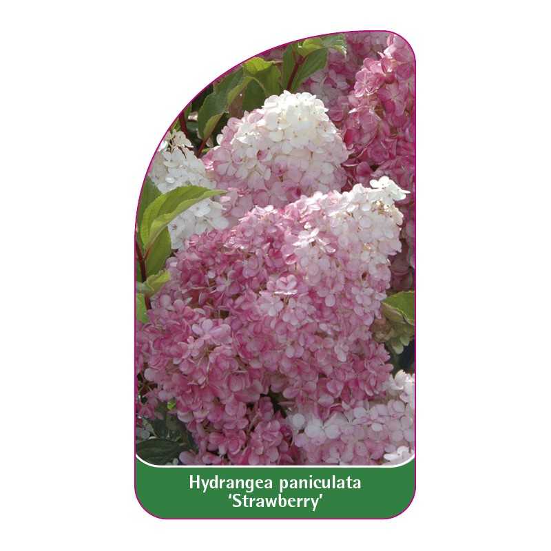 hydrangea-paniculata-strawberry-1