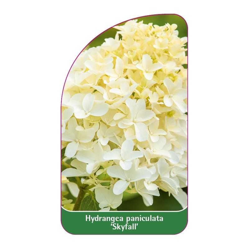hydrangea-paniculata-skyfall-1