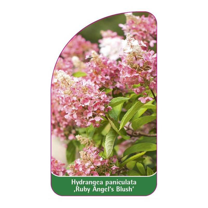 hydrangea-paniculata-ruby-angel-s-blush-1