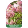 hydrangea-paniculata-ruby-angel-s-blush-1