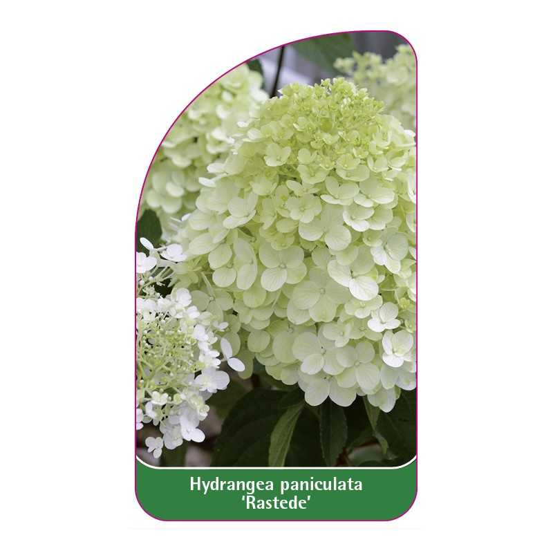hydrangea-paniculata-rastede-1