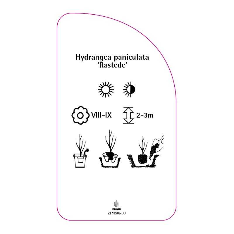hydrangea-paniculata-rastede-0