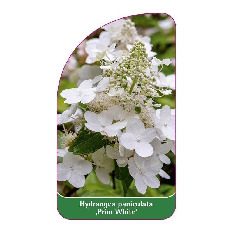hydrangea-paniculata-prim-white-1