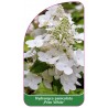 hydrangea-paniculata-prim-white-1