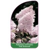 hydrangea-paniculata-pink-diamond-a1