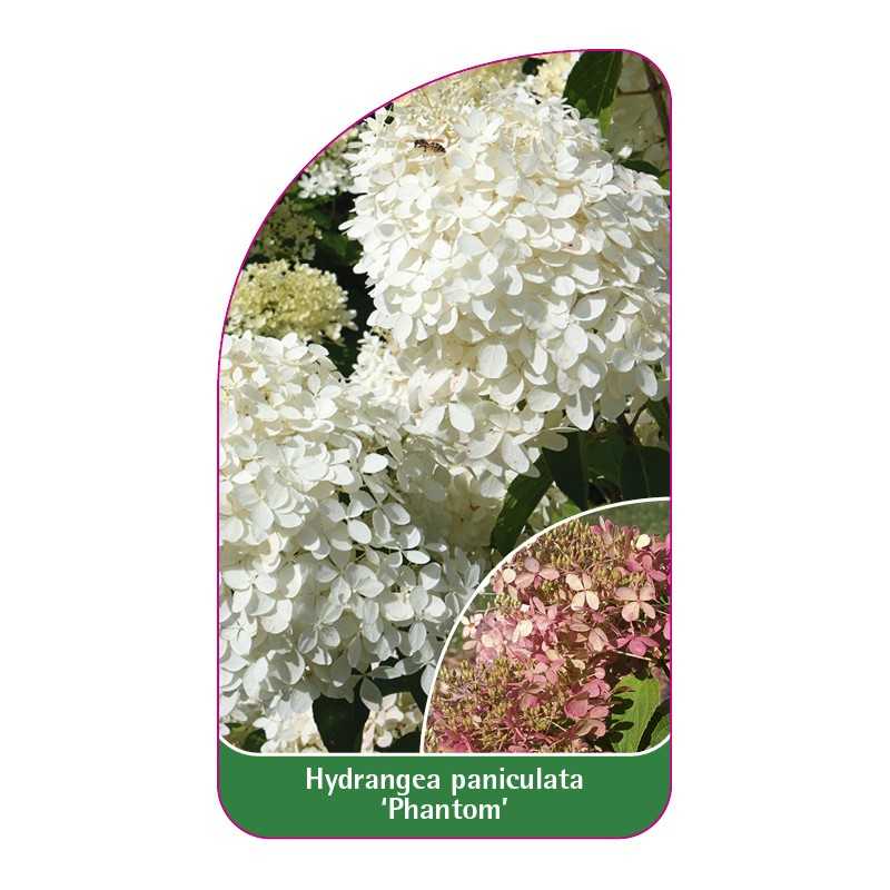 hydrangea-paniculata-phantom-b1