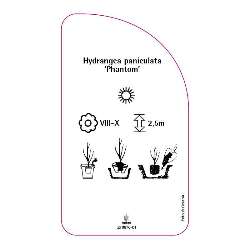 hydrangea-paniculata-phantom-b0