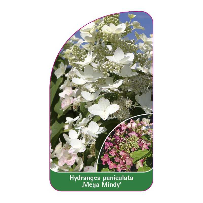 hydrangea-paniculata-mega-mindy-1
