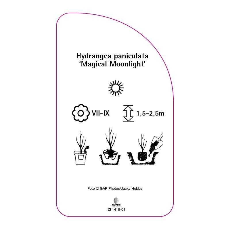 hydrangea-paniculata-magical-moonlight-b0