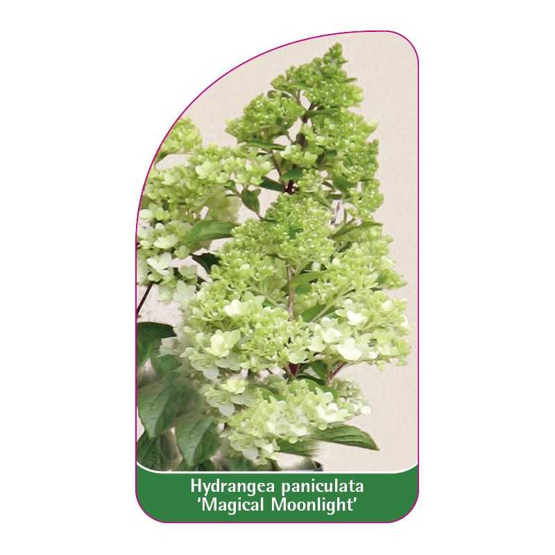 hydrangea-paniculata-magical-moonlight-a1