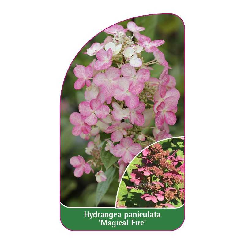 hydrangea-paniculata-magical-fire-1