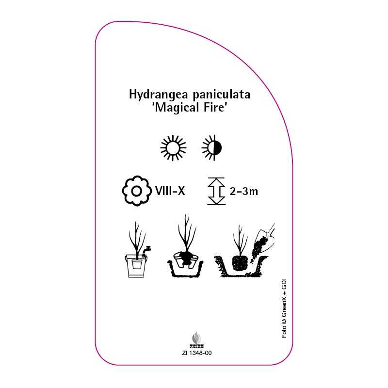 hydrangea-paniculata-magical-fire-0