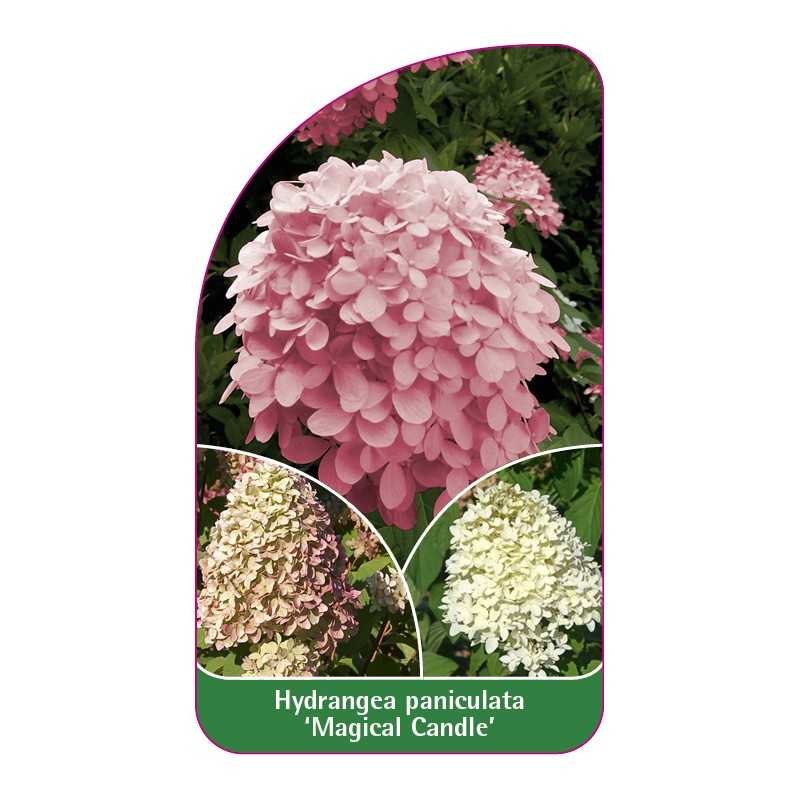 hydrangea-paniculata-magical-candle-1