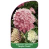 hydrangea-paniculata-magical-candle-1