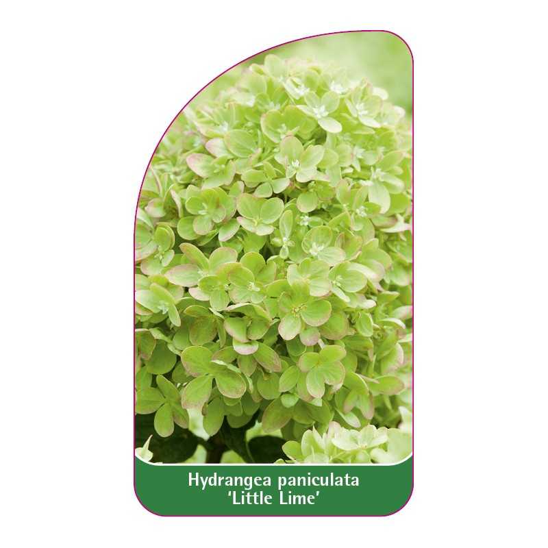 hydrangea-paniculata-little-lime-1