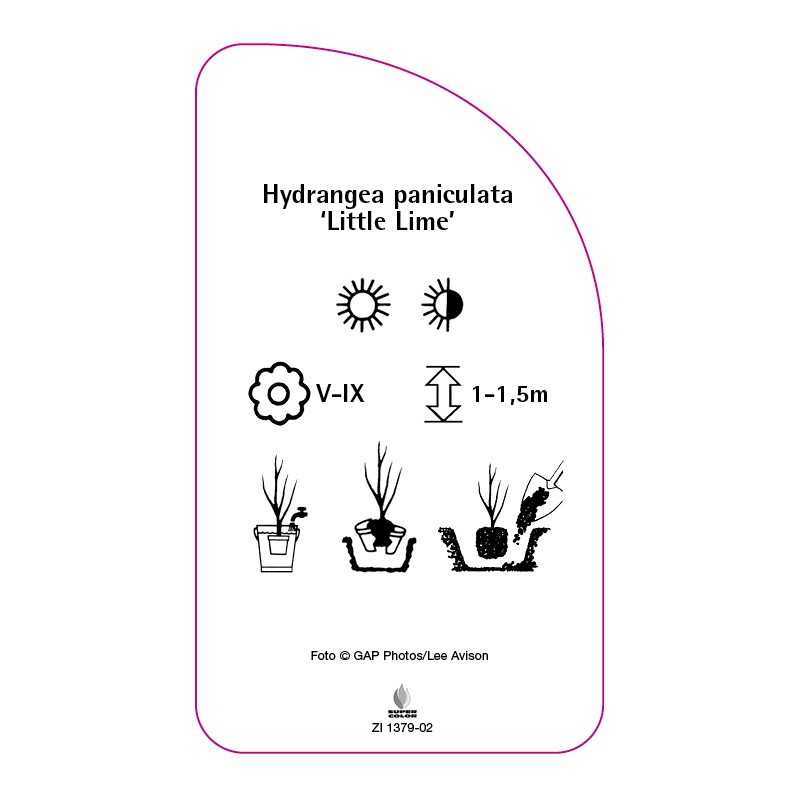 hydrangea-paniculata-little-lime-0