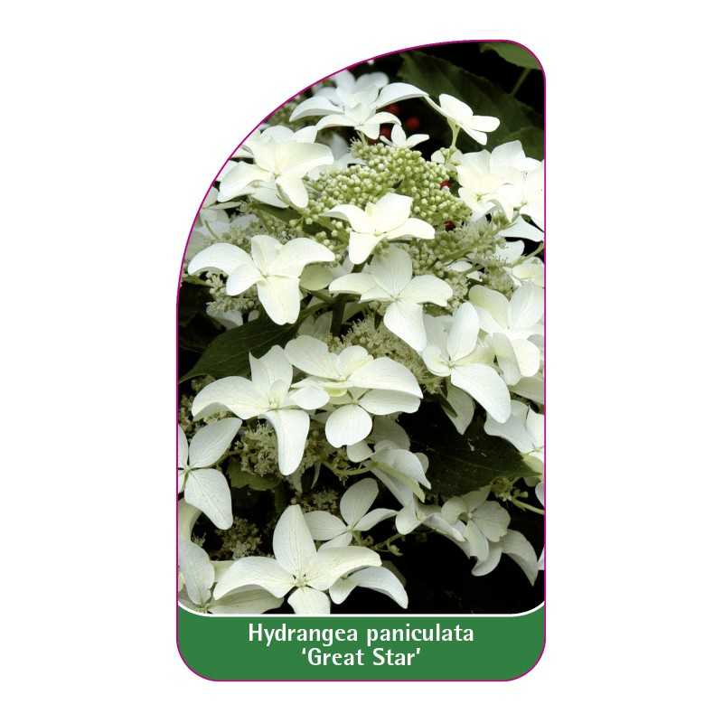 hydrangea-paniculata-great-star-1