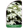 hydrangea-paniculata-great-star-1