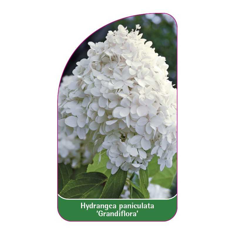 hydrangea-paniculata-grandiflora-b1