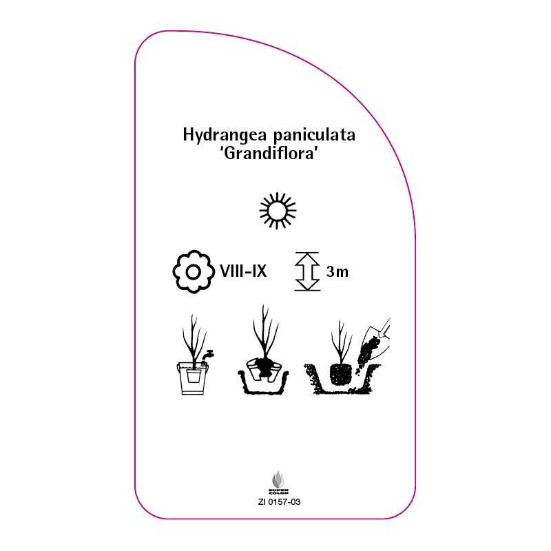 hydrangea-paniculata-grandiflora-b0