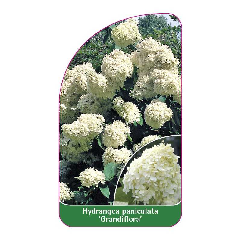 hydrangea-paniculata-grandiflora-a1