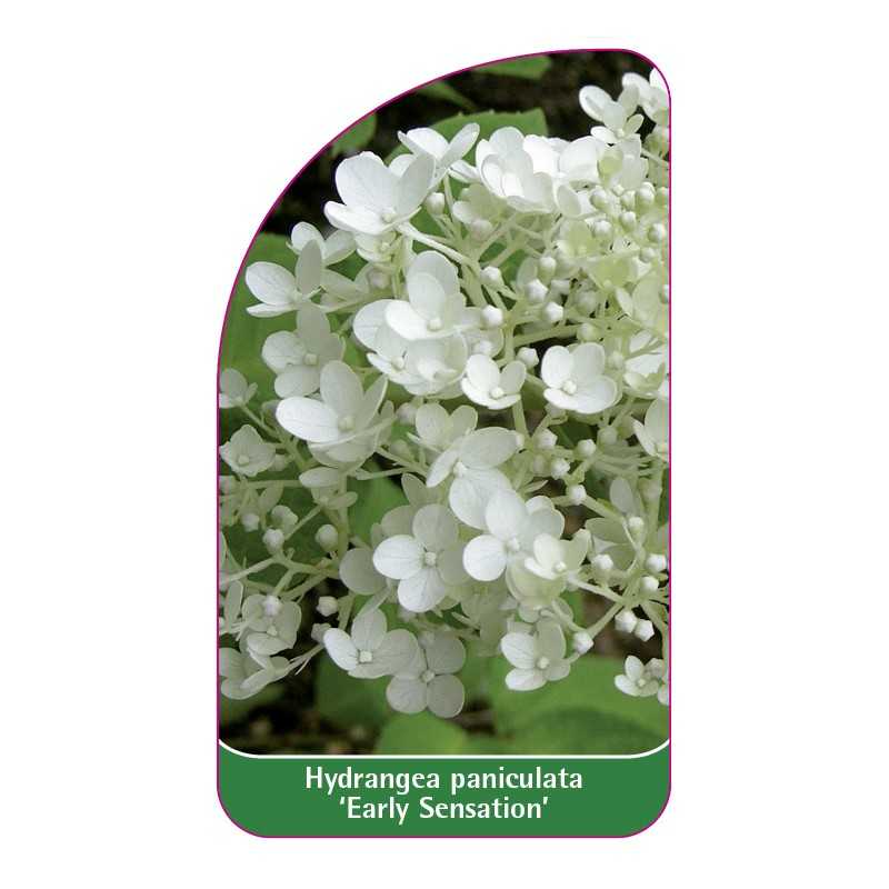 hydrangea-paniculata-early-sensation-1