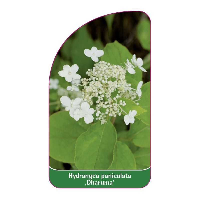 hydrangea-paniculata-dharuma-1