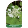 hydrangea-paniculata-dharuma-1