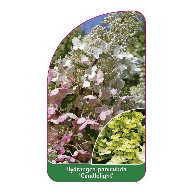 hydrangea-paniculata-candlelight-b1