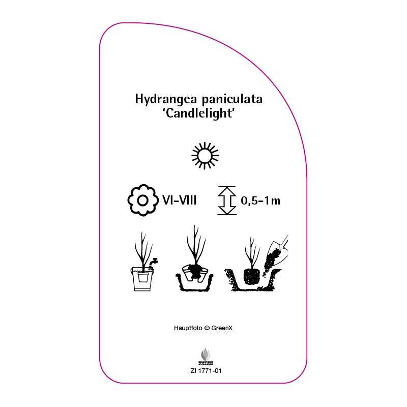 hydrangea-paniculata-candlelight-b0