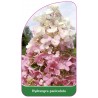 hydrangea-paniculata-f1