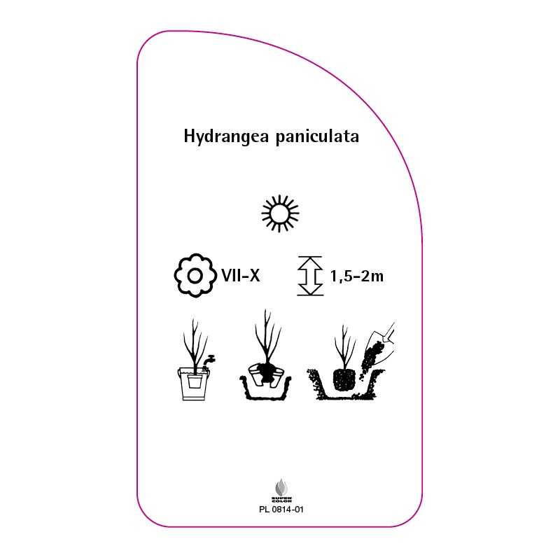 hydrangea-paniculata-f0