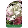 hydrangea-paniculata-e1