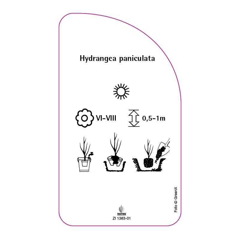 hydrangea-paniculata-e0