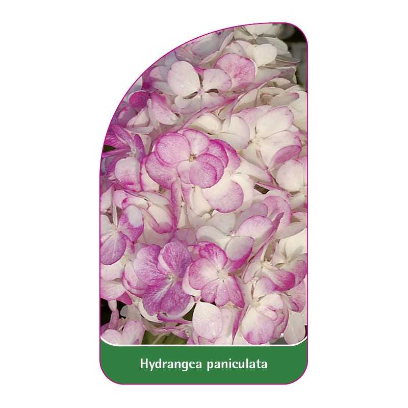 hydrangea-paniculata-d1