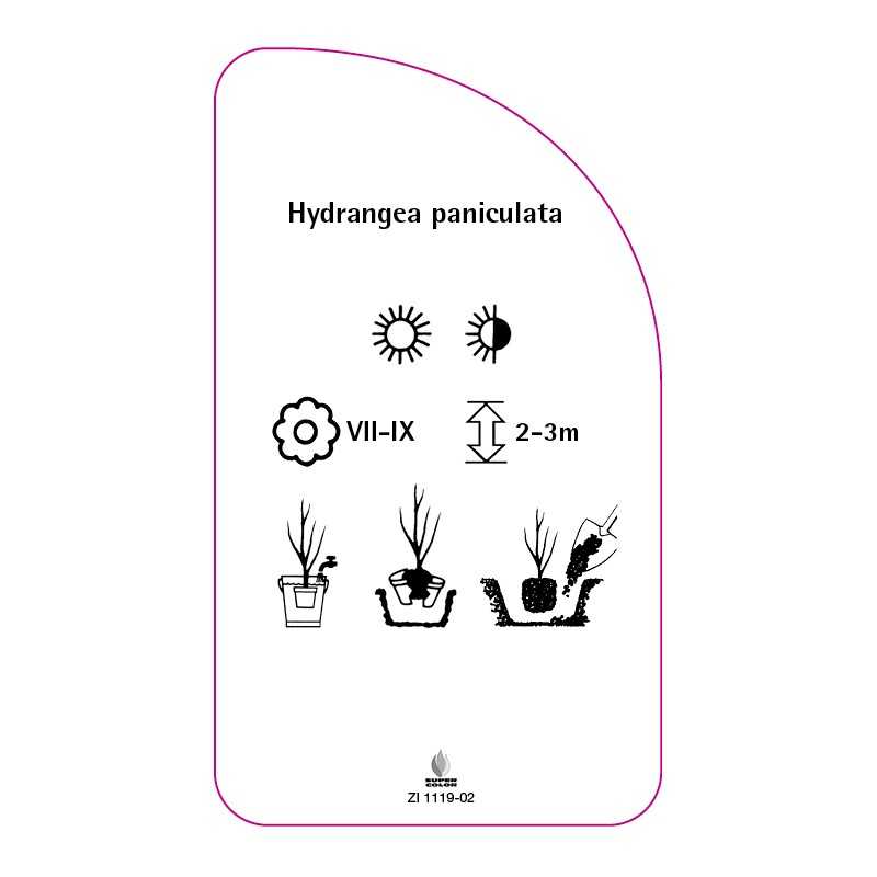 hydrangea-paniculata-d0