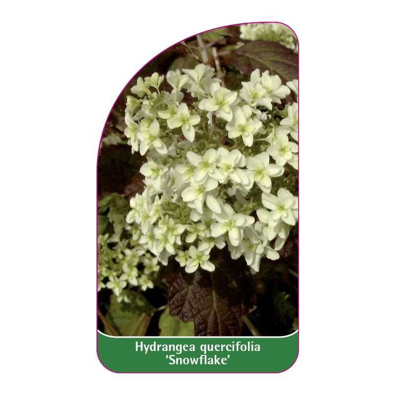 hydrangea-quercifolia-snowflake-1