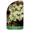 hydrangea-quercifolia-snowflake-1