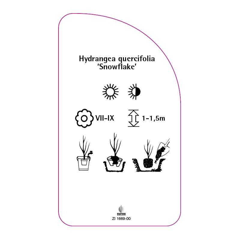 hydrangea-quercifolia-snowflake-0