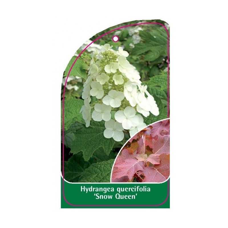 hydrangea-quercifolia-snow-queen-b1