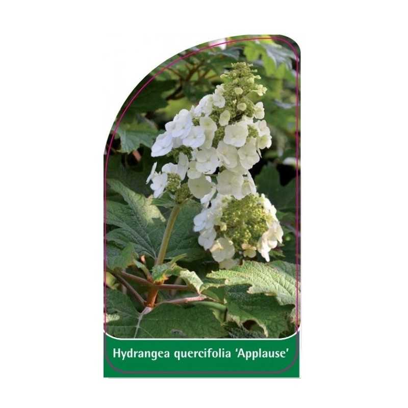 hydrangea-quercifolia-applause-b1