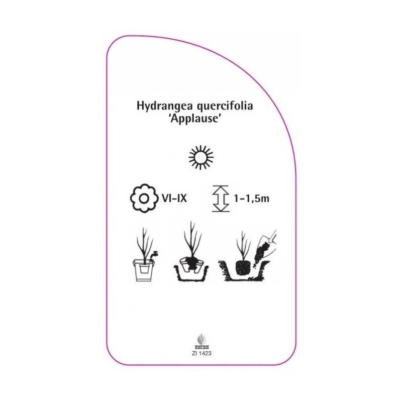 hydrangea-quercifolia-applause-b0